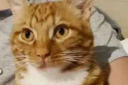 上海男子“撸猫换橙子”走红