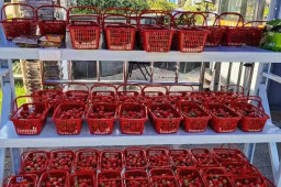 一个“上海团长”的封控23天