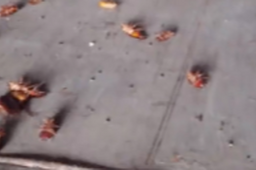 厦门海关空箱中截获2000只活蟑螂