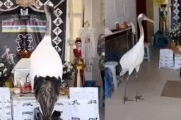 灵堂飞来仙鹤是殡葬服务？官方回应