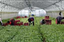 上海有蔬菜烂地里卖不掉？官方回应