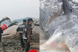 官方回应宁波海域现抹香鲸尸体