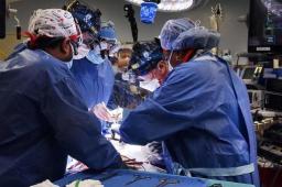 接受猪心脏移植病人或因猪病毒而死