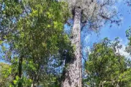 西藏发现中国大陆已知最高的树