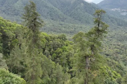 官方称不建议来打卡西藏“树王”