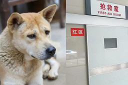 父亲挥棒打狗失手致2岁女儿死亡