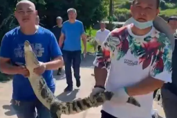 四川宜宾6条失踪鳄鱼全部寻回