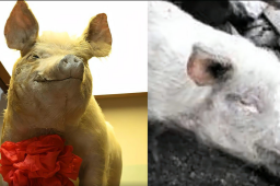 “猪坚强”回家了