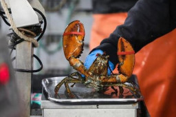 日本立法禁售小龙虾