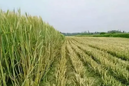 多地紧急排查割青麦行为