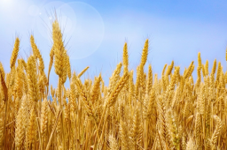 印度政府宣布立即禁止小麦出口