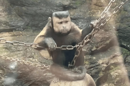 动物园一猴子长着国字脸络腮胡