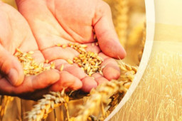 粮食是国之大者咱们一起端稳