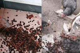 鸡鸭吃泡酒桑葚醉死 主人含泪吃3碗