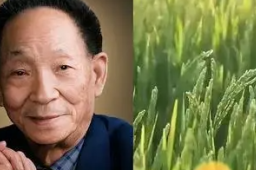 风吹过稻田我又想您了