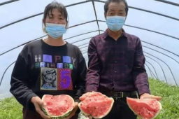 上海120万斤西瓜滞销 瓜农哭诉