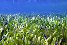 全球最大植物年龄或超4500岁