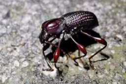 福建发现全球新物种