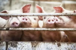 “养猪大户”15个月连亏212亿