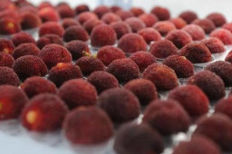 中国杨梅60元一颗出口迪拜