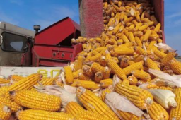 6元一根“新东方”玉米 农民赚多少