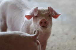 国家发改委研究投放猪肉储备