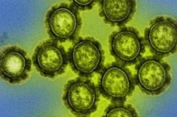 中国发现新型重组猪流感病毒