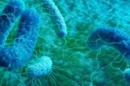 霍乱为何会被列为甲类传染病