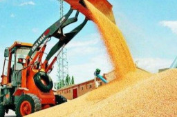 夏粮收购超3000万吨