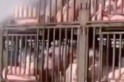 两车生猪途经江苏差点热熟了