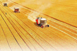 中国夏粮实现增产丰收