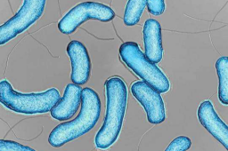 武汉检出4份甲鱼样本霍乱弧菌阳性