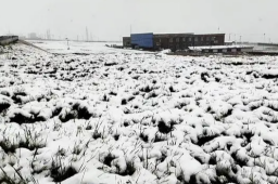 罕见！青海“三伏天”出现降雪