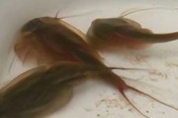 小区池塘发现2亿年前远古生物