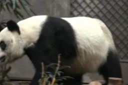 35岁大熊猫在香港接受安乐死