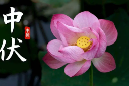 中伏来了！持续20天