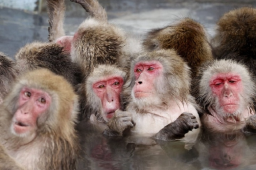 日本山口市发生人猴大战 45人受伤