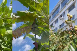 广西一大学结满水果学生随便吃
