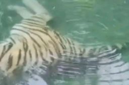 东北虎在泳池偷偷放屁引游客围观
