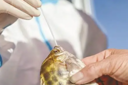 官方回应厦门给鱼做核酸