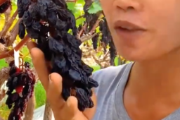 四川的葡萄被晒成葡萄干