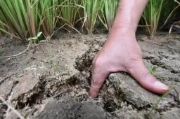 6省市近1800万亩农作物受灾