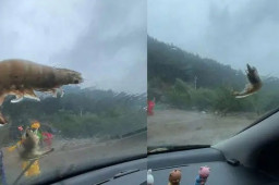 台风将大虾刮飞停在车窗上