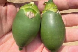 槟榔下架风波中的种植户