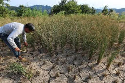 江西湖南等旱情严重 形势不容乐观