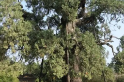 全国仅有5株5000岁古树