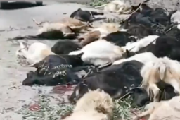 河南辉县近百只山羊接连跳崖坠亡