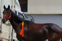 价值28万纯血马在丽江“走失”