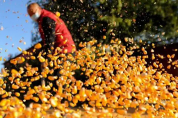 丰收晒秋美如画