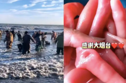 烟台海肠爆发 有人一晚捞上千斤